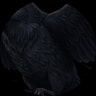 dead crow