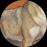 The Coyote